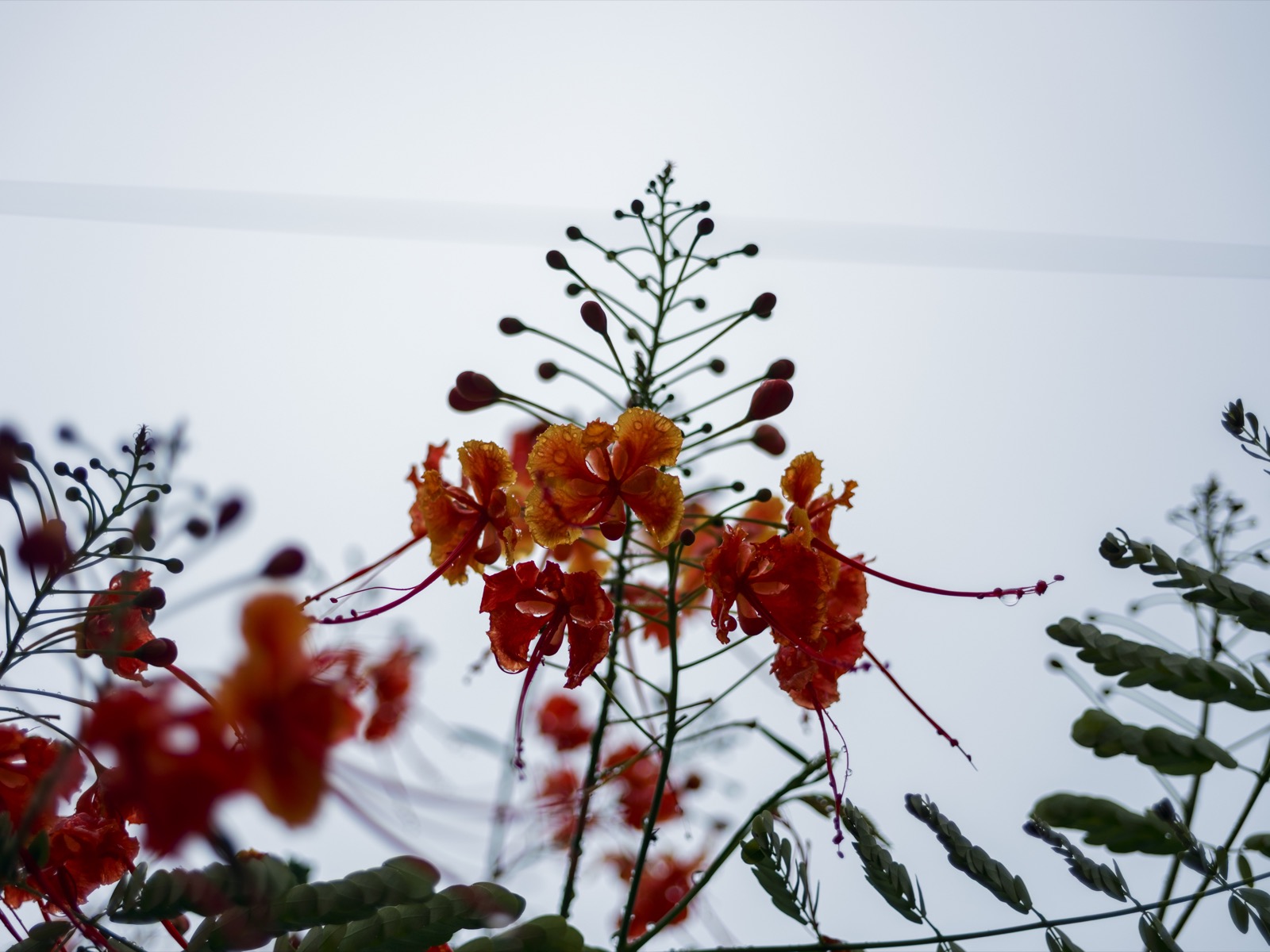 Orange and red flame-tree flowers with long red stamens photographed from below against a blown-out white sky on the Voigtländer Ultron 27mm.