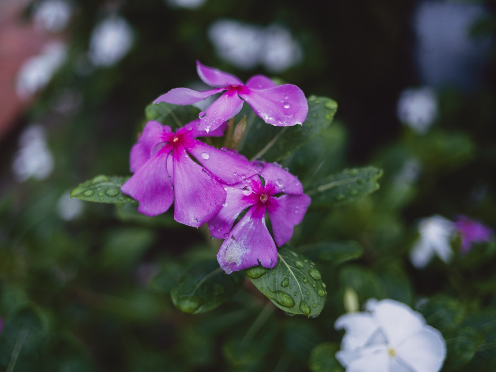 Purple periwinkle flowers covered in rain droplets against a dark green background, shot close up at f/2 on the Voigtländer Ultron 27mm.