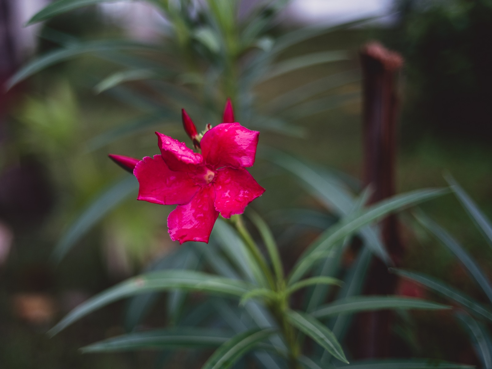 A single pink-red oleander flower with rain droplets, isolated against soft green leaves, shot at f/2 on the Voigtländer Ultron 27mm.