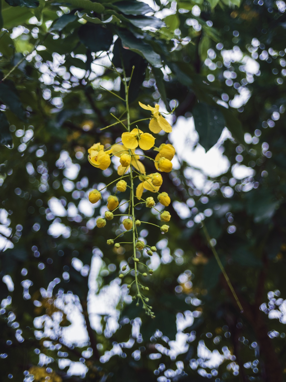 Yellow cassia blossoms hanging from a branch, sharply focused against a background of round out-of-focus highlights from gaps in the tree canopy, shot at f/2 on the Voigtländer Ultron 27mm.